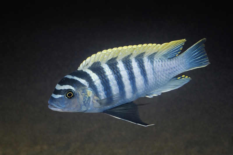 Maylandia pyrsonotos X Maylandia zebra 'Makanjila Rocks'